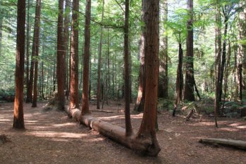 木材對人類的好處，你知道多少？